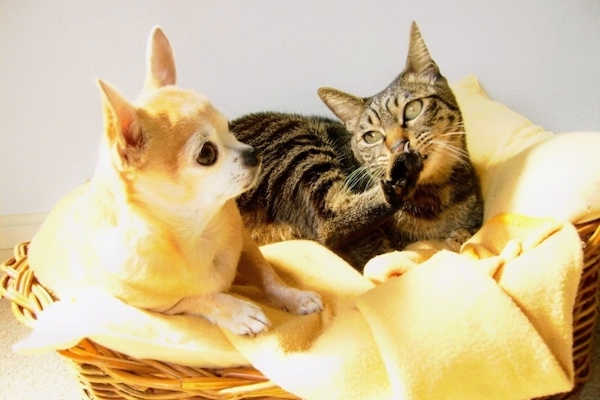 猫たち